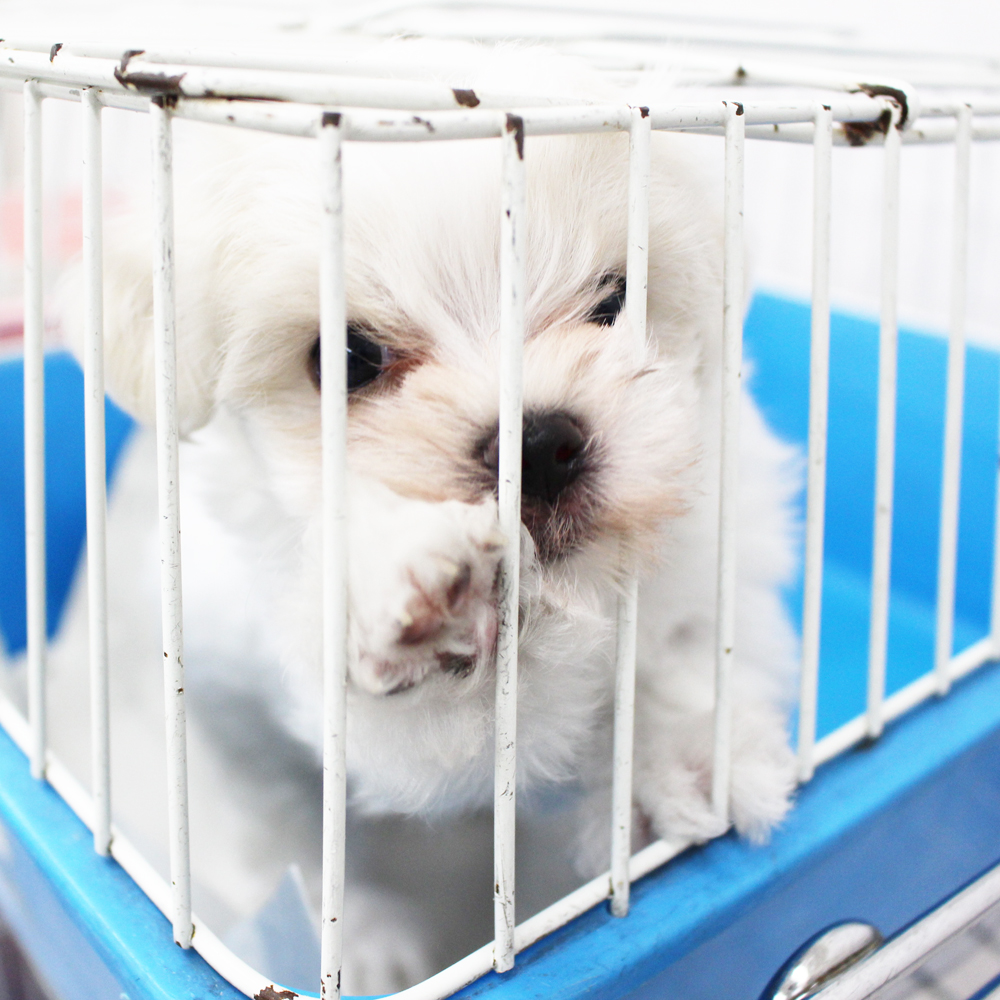 子犬と一緒に犬学を勉強！